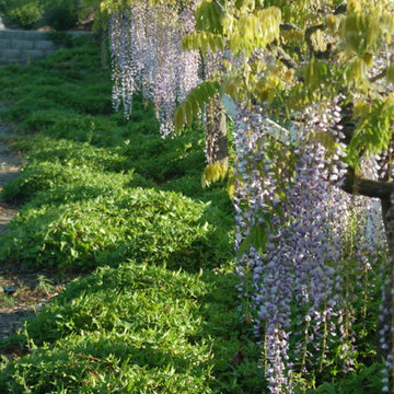 Wisteria Tree House