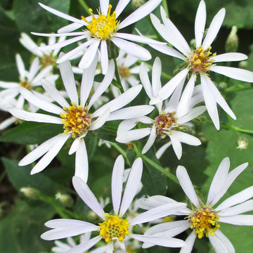 Great Design Plant: Large Leaved Aster