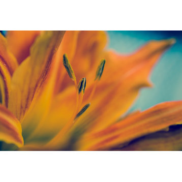 Mystical Tiger Lily Nature Photography, Floral Unframed Wall Art Print, 8" X 10"