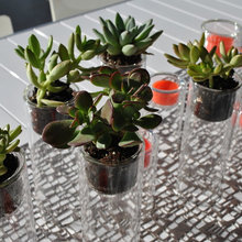 Plantings