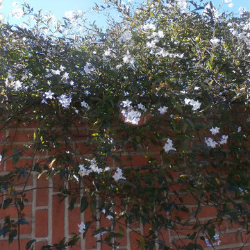 Enredaderas