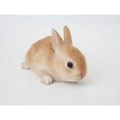 Tiny Boltz's photo
