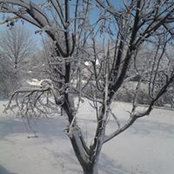 JoAnne Brooks's photo
