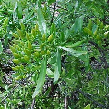 Hypericum Prolificum