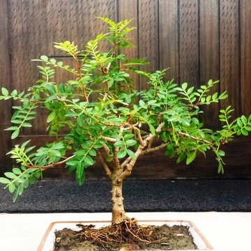 Bonsai Création - Entretien Cas de Pistacia atlantica (Pistachier de l'Atlas) -