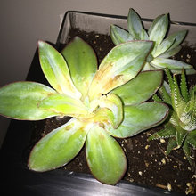 Succulents