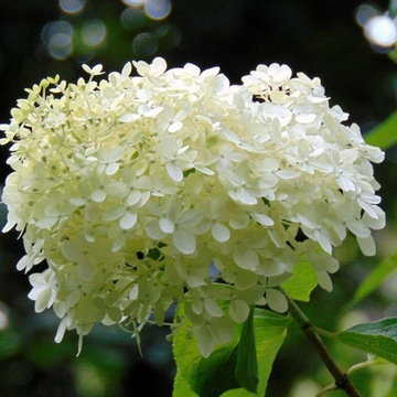 Garden Plants