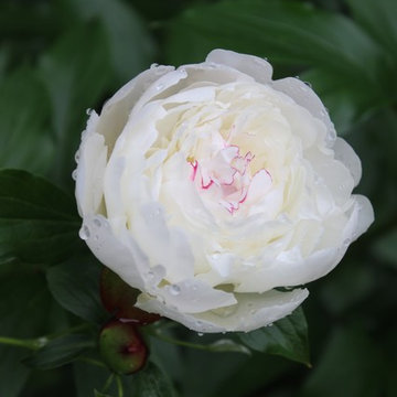 Rosebrook Garden 2017 Garden Tour