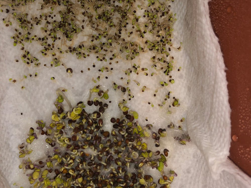 germinating brussel sprout seeds