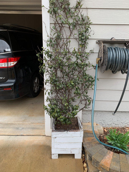 Problems with my Star Jasmine