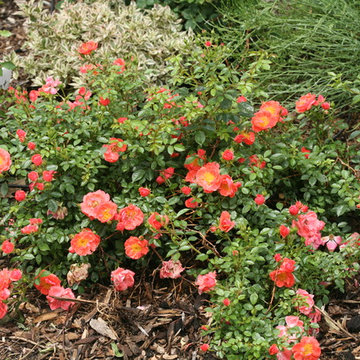Oso Easy® Mango Salsa Landscape Roses