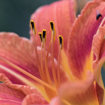 Native Wildflower Garden Plants