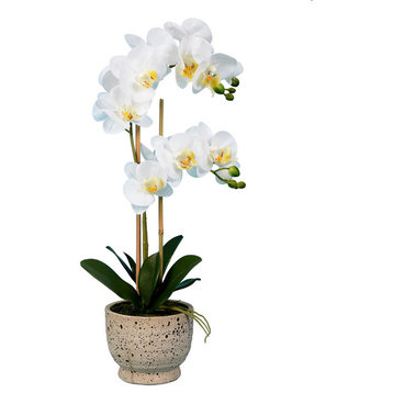 Vickerman 23" White Phal in Pot Real Touch