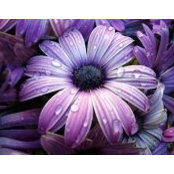 Debi Backlund's photo