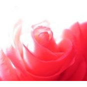 Sarah Beier's photo