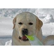 Richard Chidester's photo
