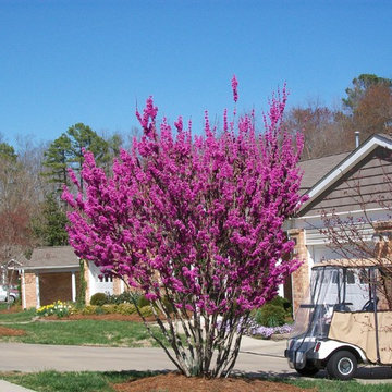 Landscaping at My Place