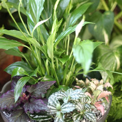 Jungle Bowl : Peace Lily + Gyunra + Pilea Cadierei + Fittonia - Plants