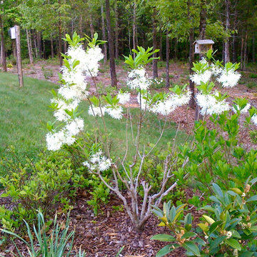 Green Springs:  Growing a New Old Garden