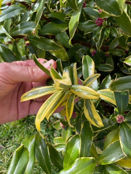 Best way to root Daphne odora