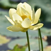 Mendy Nilsson's photo