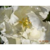 Светлана Калинина's photo