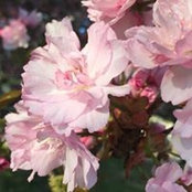 Susan Rabinowitz's photo