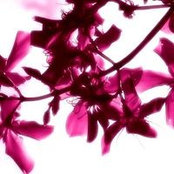 Tania Fuchs's photo