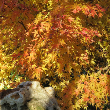 Japanese Maples