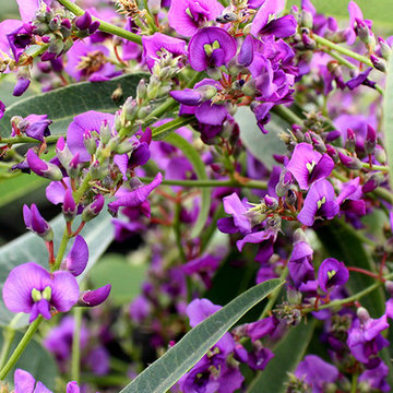 Meema™ Hardenbergia