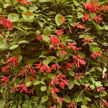 Coral/Trumpet Honeysuckle (Lonicera sempervirens)