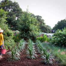 Garden ideas