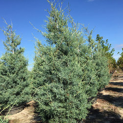 Current Featured Plants - Products