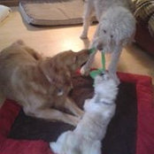 Heidi's Doodle's photo