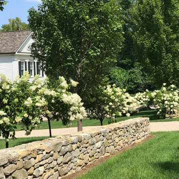 Extension of stone wall, Hornbeam trees & PeeGee Hydrangea’s