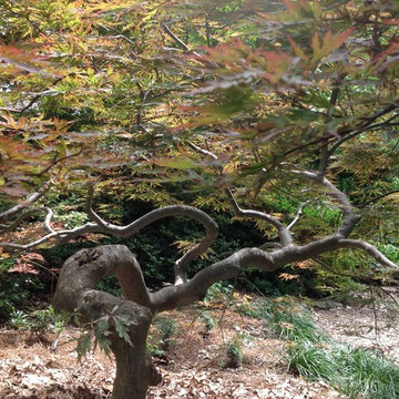 Favorite Plants and Cool Stuff