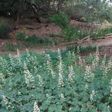 California Native Plant Garden