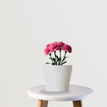 Carnation Flower - GardenGram