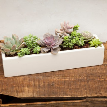 Concrete Planters