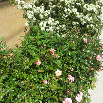 Small Urban Garden - Mid-Spring
