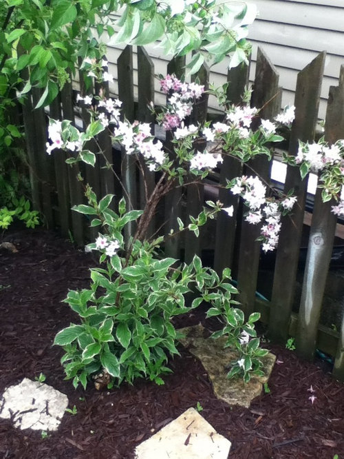 Please Guide Me On Pruning Weigela And Spiraea