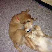 Shannon Abela's photo