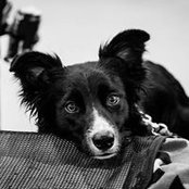 Bonny Hennings foto