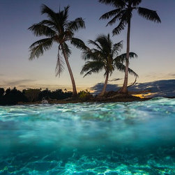 Flash Lit Palms by Joel Coleman - Photographs