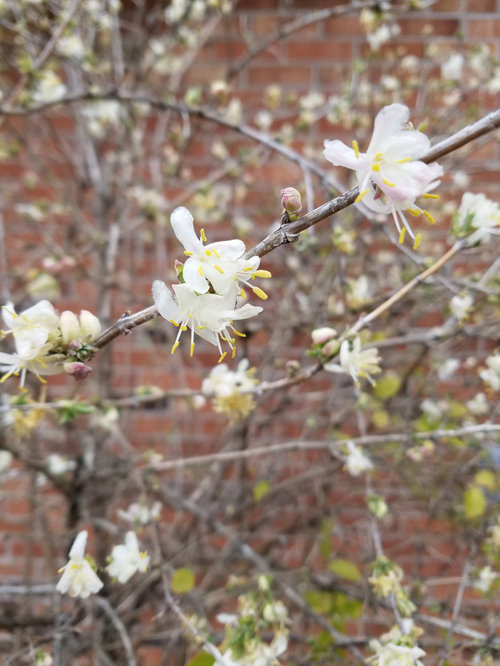 smells like fruit loops