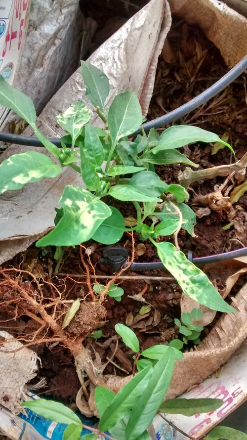 White Spots On Pepper Leaves