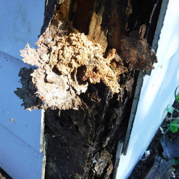 Dry Rot Repair Close Up