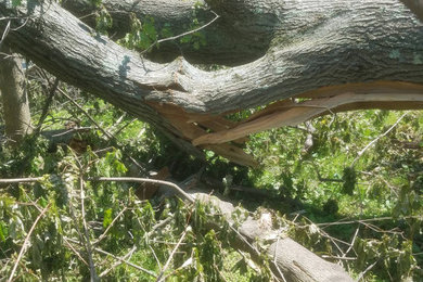 Will Insurance Pay for Hazardous Tree Removal Services in Waterbury, CT?