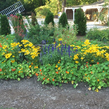 old fashioned annuals