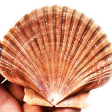 Shells